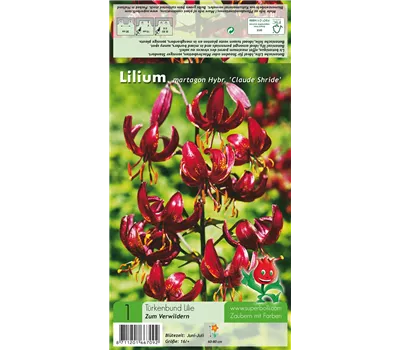 Türkenbund-Lilie 'Claude Shride' Türkenbund-Lilie 'Claude Shride'