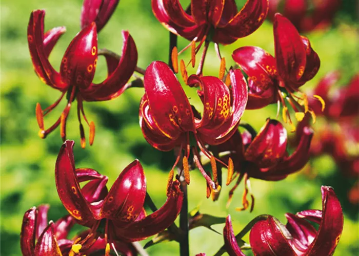 Türkenbund-Lilie 'Claude Shride'