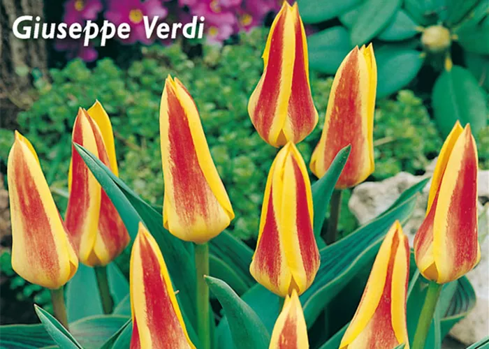Seerosen-Tulpe 'Giuseppe Verdi'