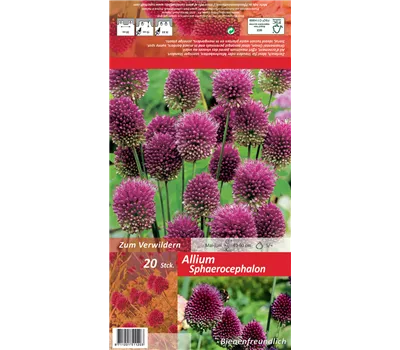 Kugelkopfiger Lauch