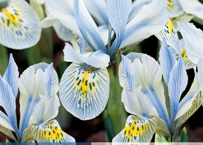 Zwerg-Iris 'Katherine Hodgkin'