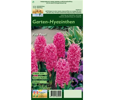 Hyazinthe 'Pink Pearl' Hyazinthe 'Pink Pearl'