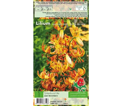 Türkenbund-Lilie 'Sunny Morning' Türkenbund-Lilie 'Sunny Morning'