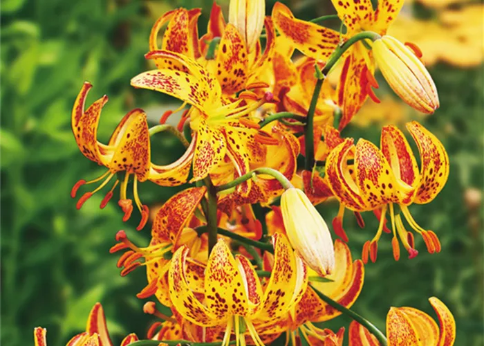 Türkenbund-Lilie 'Sunny Morning'