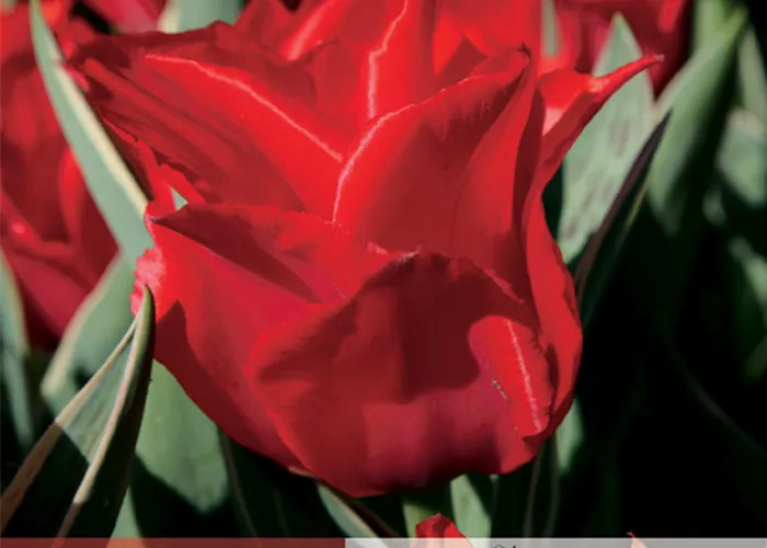 Tulpe 'Princesse Charmante'