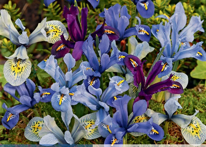 Zwiebel-Schwertlilie