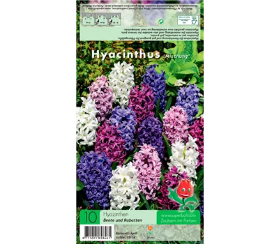 Hyazinthe 'Weiß-Blau-Purpur-Mischung' Hyazinthe 'Weiß-Blau-Purpur-Mischung'