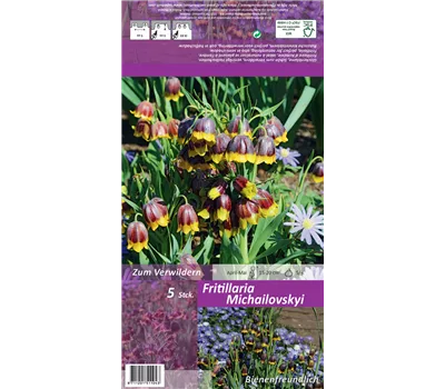 Türkische Schachbrettblume Türkische Schachbrettblume