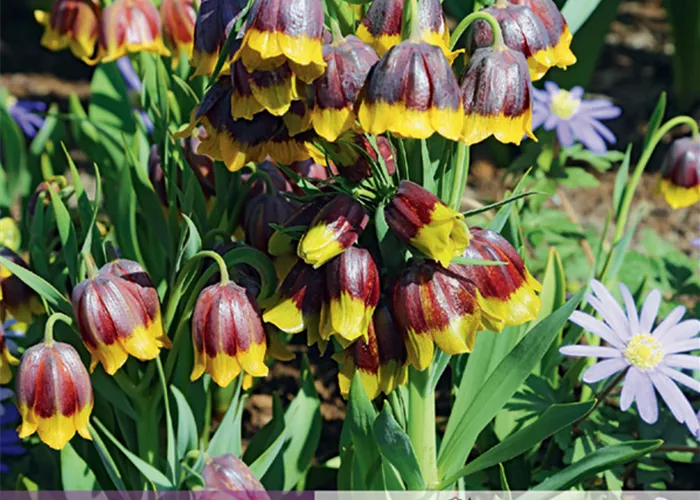 Türkische Schachbrettblume