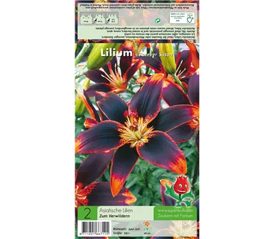 Asiatische Lilie 'Forever Susan'® Asiatische Lilie 'Forever Susan'®
