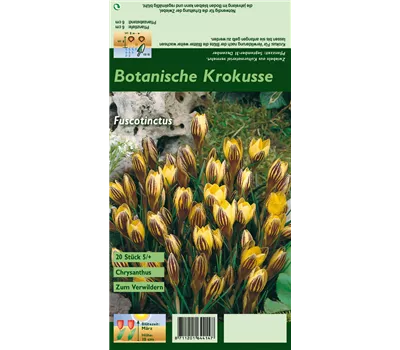 Garten-Krokus Garten-Krokus