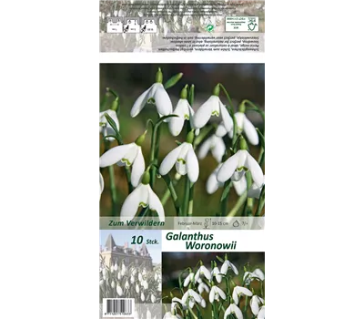 Woronow-Schneeglöckchen Woronow-Schneeglöckchen