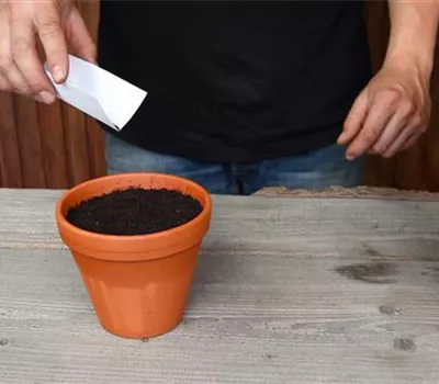 Oregano - Aussäen von Samen Oregano - Aussäen von Samen