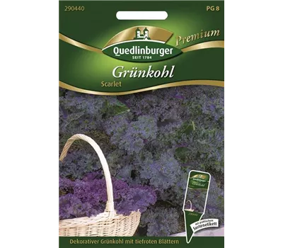 Grünkohlsamen 'Scarlet' Grünkohlsamen 'Scarlet'