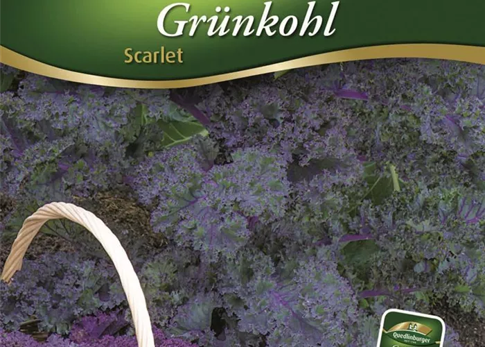 Grünkohlsamen 'Scarlet' Grünkohlsamen 'Scarlet'