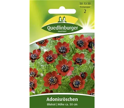 Adonisröschensamen 'Blutrot' Adonisröschensamen 'Blutrot'