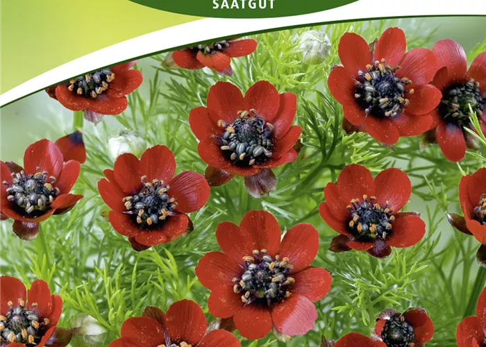 Adonisröschensamen 'Blutrot' Adonisröschensamen 'Blutrot'