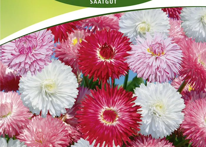 Gänseblümchensamen Gänseblümchensamen