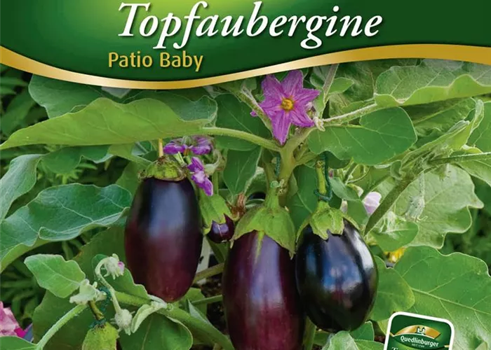 Auberginensamen 'Patio Baby' Auberginensamen 'Patio Baby'