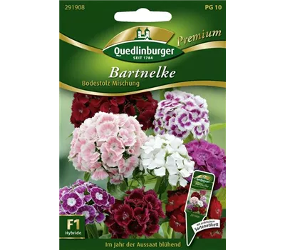 Bartnelkensamen 'Bodestolz' Bartnelkensamen 'Bodestolz'