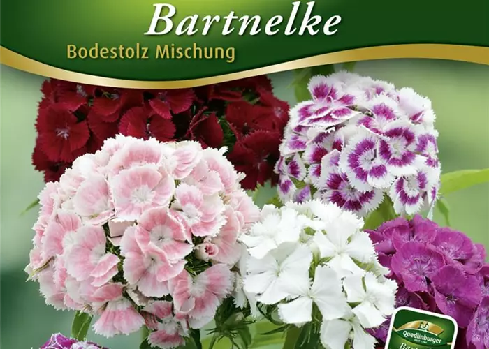 Bartnelkensamen 'Bodestolz'