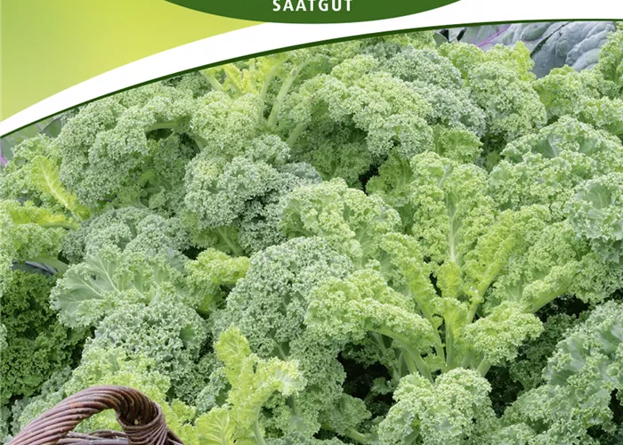 Grünkohlsamen 'Westerländer Winter'