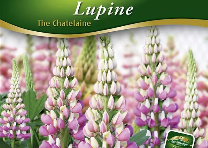 Garten-Lupine-Samen 'The Chatelaine'