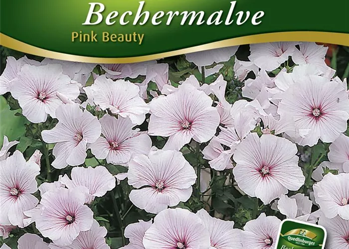 Bechermalvensamen 'Pink Beauty'