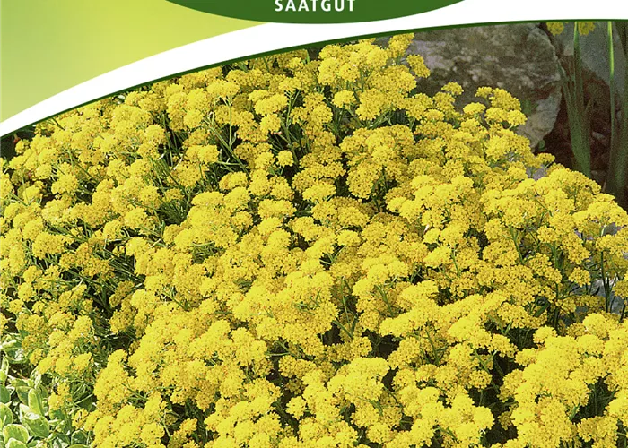 Felsen-Steinkraut-Samen 'Goldkörbchen' Felsen-Steinkraut-Samen 'Goldkörbchen'