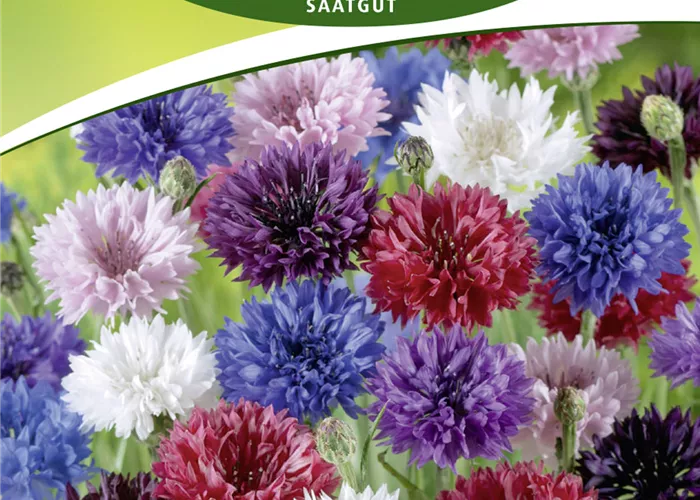 Gefüllte Kornblume-Samen