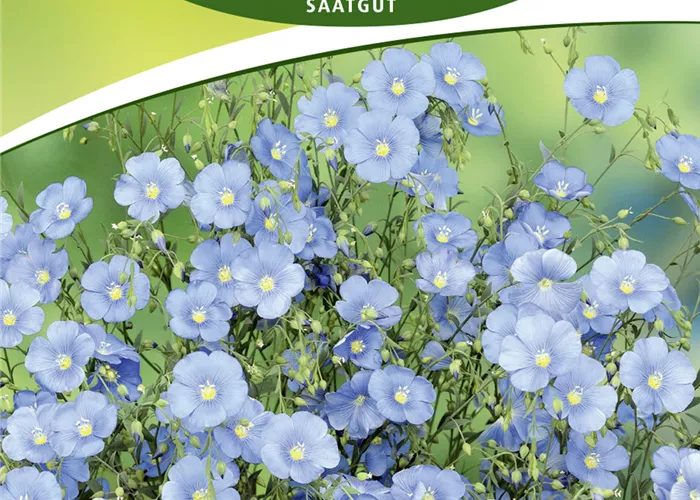 Ausdauernder Lein-Samen Ausdauernder Lein-Samen