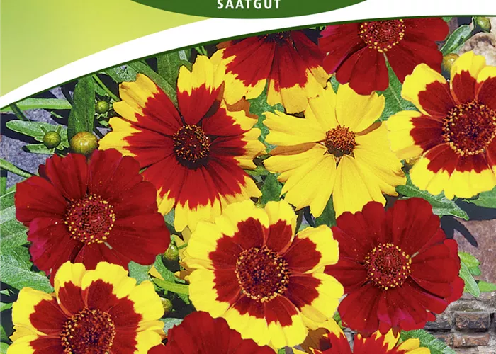 Färber-Mädchenauge-Samen 'Hohe Sorten' Färber-Mädchenauge-Samen 'Hohe Sorten'