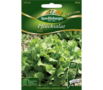 Eichblattsalatsamen 'Oaker' Eichblattsalatsamen 'Oaker'