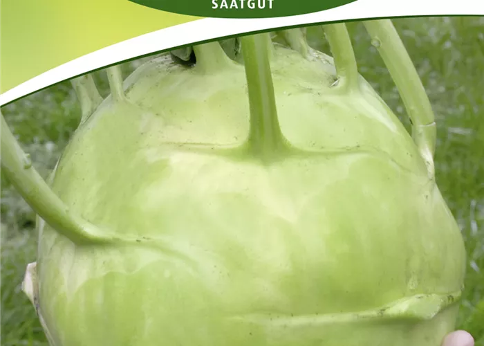 Kohlrabisamen 'Superschmelz'