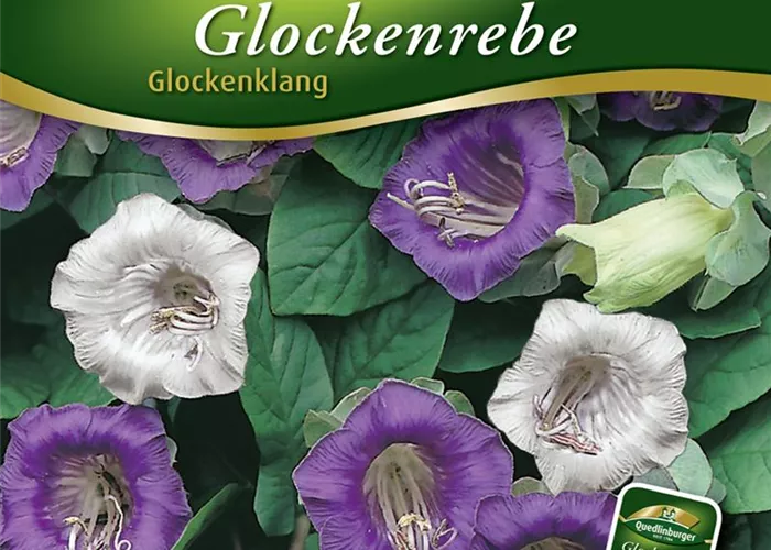 Glockenrebensamen 'Glockenklang'