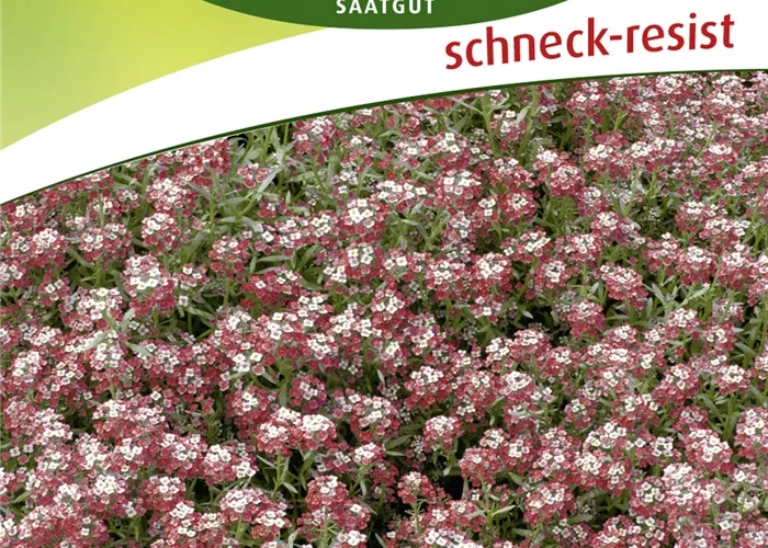 Duftsteinrichsamen 'Rosie O´Day'