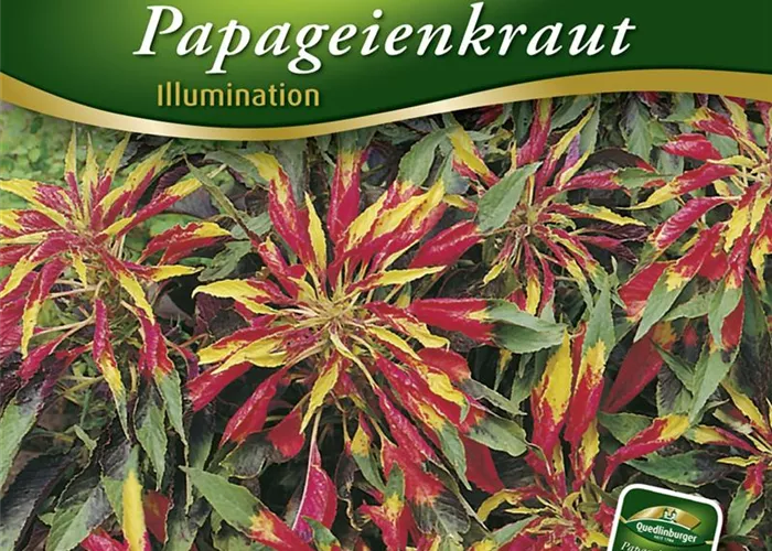 Amarantsamen 'Ilumination' Amarantsamen 'Ilumination'