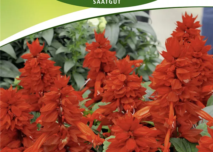 Feuer-Salbei-Samen 'Feuerzauber'