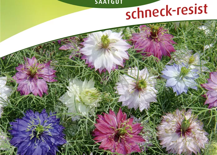 Jungfer im Grünen-Samen Jungfer im Grünen-Samen