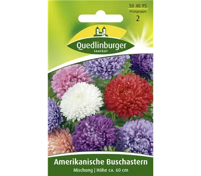 Amerikanische Buschaster-Samen Amerikanische Buschaster-Samen