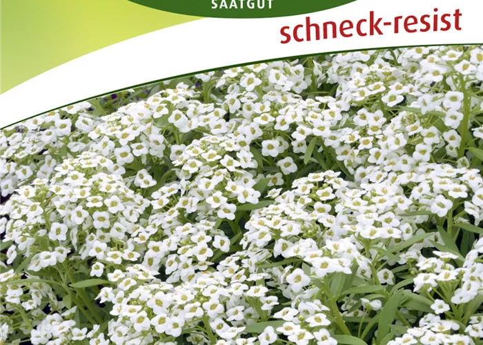 Duftsteinrichsamen 'Schneedecke'