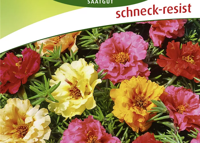 Gefüllte Portulakröschen-Samen Gefüllte Portulakröschen-Samen