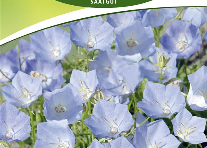 Karpaten-Glockenblume-Samen