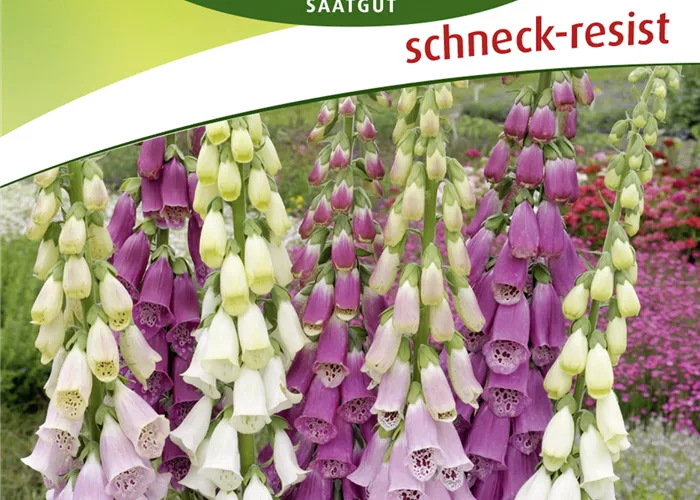 Fingerhutsamen 'Großblumige Mischung'