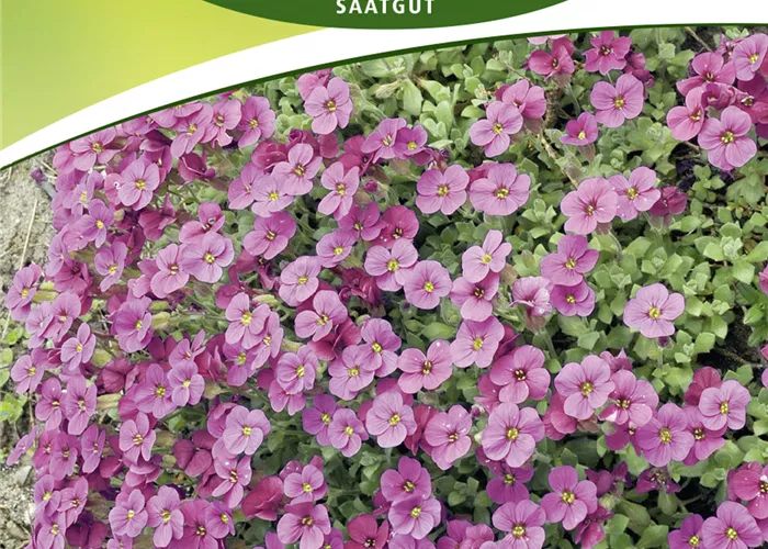 Griechisches Blaukissen-Samen Griechisches Blaukissen-Samen