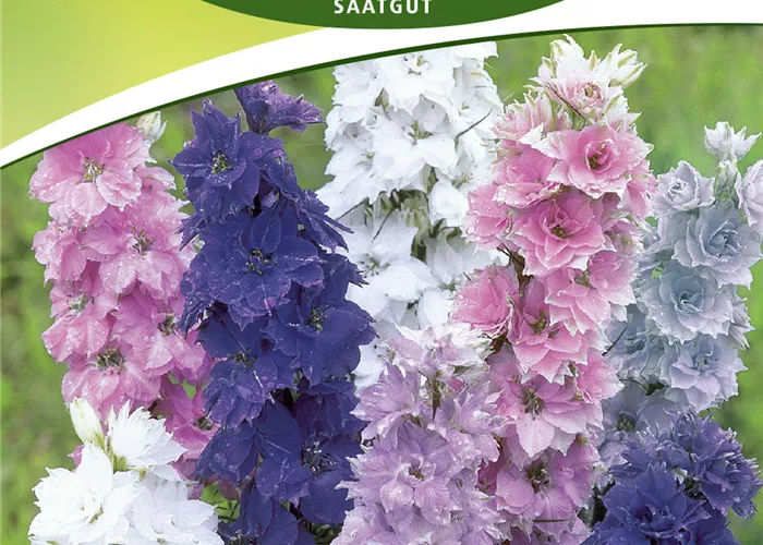 Gefüllter Sommer-Rittersporn-Samen