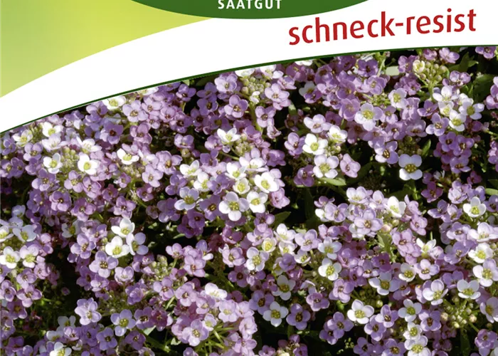 Duftsteinrichsamen 'Violettkönigin'