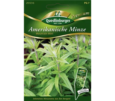 Amerikanische Minze-Samen 'Mountain Mint' Amerikanische Minze-Samen 'Mountain Mint'