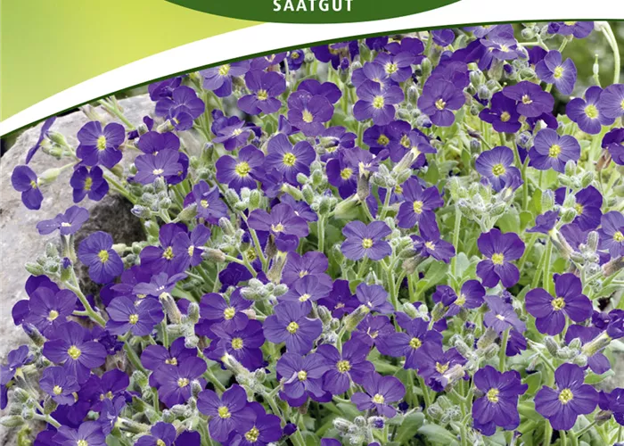 Griechisches Blaukissen-Samen Griechisches Blaukissen-Samen