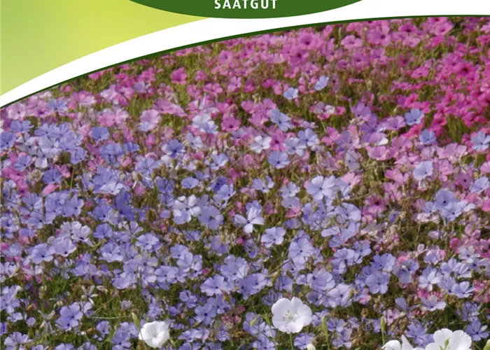 Himmelsröschensamen